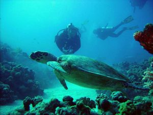 SPECIALITY DIVING COURSES – SPECIAL OFFER! Latchi Dive Centre in Cyprus